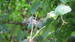 Libellula saturata