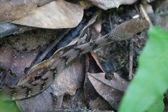 Dendrophidion dendrophis