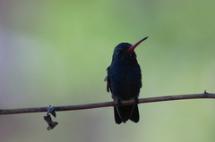 Cynanthus doubledayi