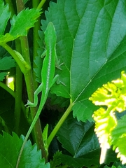 Anolis carolinensis