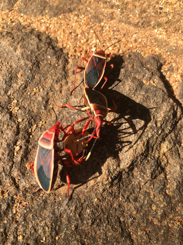Probergrothius varicornis
