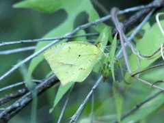 Abaeis mexicana