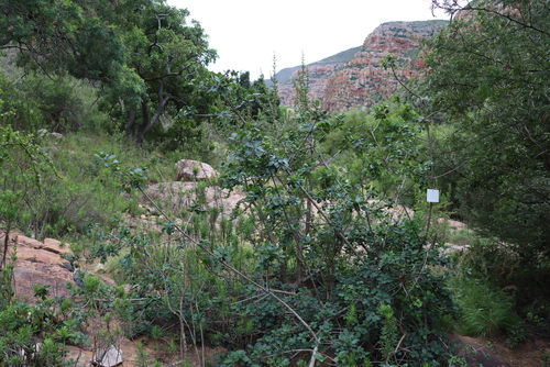 Ficus burtt-davyi, photograph 6