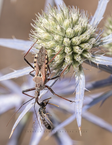Rhynocoris erythropus