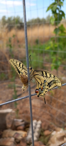 Old World Swallowtail