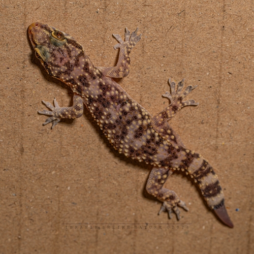 Mediterranean House Gecko