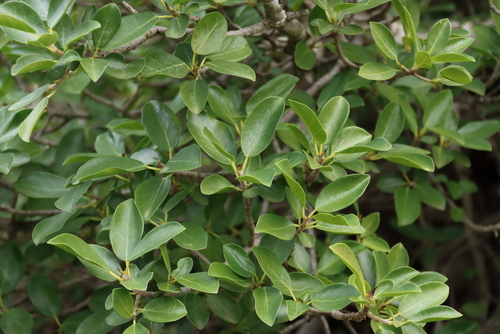 Ficus burtt-davyi, photograph 4