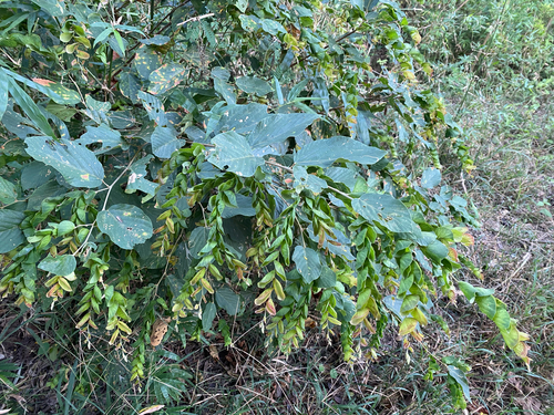 Flemingia strobilifera