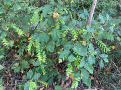 Flemingia strobilifera, photograph (c) smathichong, some rights reserved (CC BY)