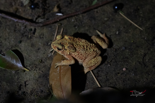 Asian Common Toad