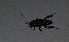 Temnopteryx phalerata