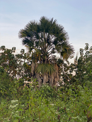 Corypha utan, photograph (c) smathichong, some rights reserved (CC BY)