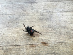 Latrodectus mactans