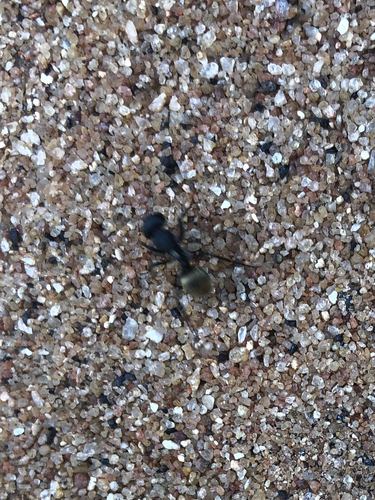 Silky Sugar ant