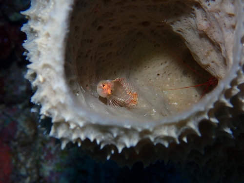 Ringed blenny (Starksia hassi) — Labrisomidae — 4