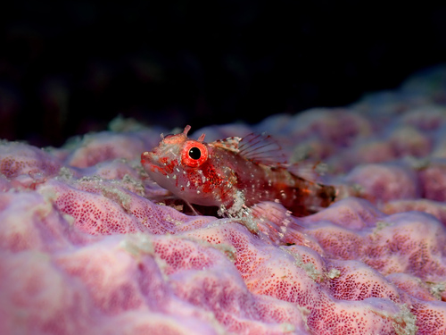 Blackedge triplefin (Enneanectes atrorus) — Tripterygiidae — 3