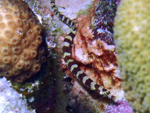 Banded zeenaald (Micrognathus crinitus) — Syngnathidae