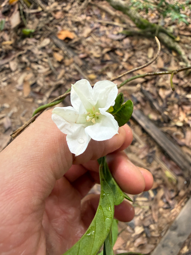 Aniseia martinicensis observed 2026-07-05
