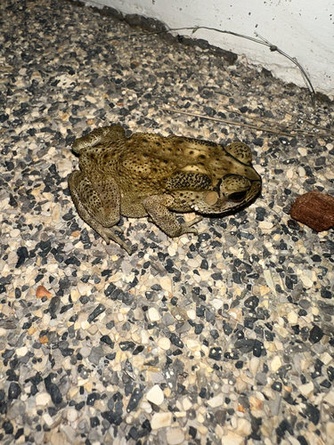 Asian Common Toad