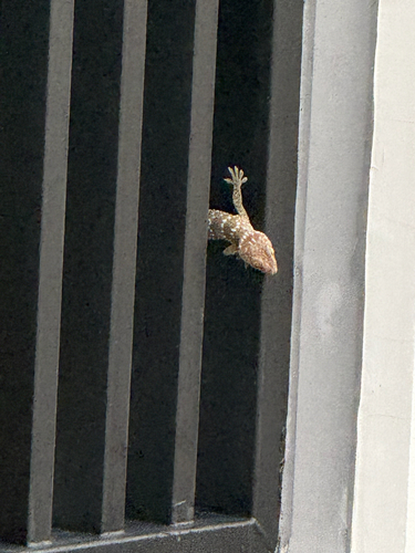 Tokay Gecko