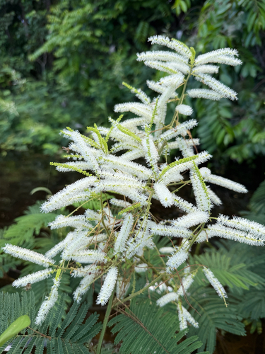 Mimosa myriadenia, 2026-07-05