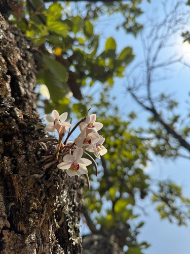 Holcoglossum flavescens