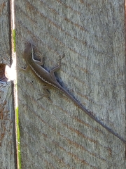 Anolis carolinensis