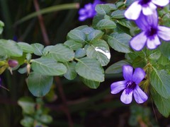Dyschoriste thunbergiiflora