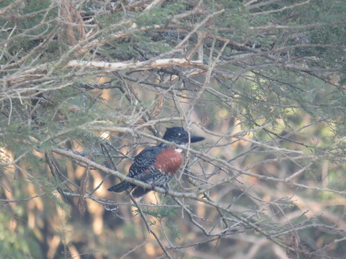 iNaturalist image