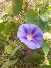 Ipomoea