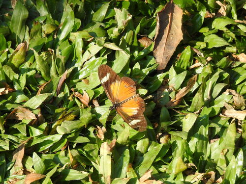 Dusky Acraea