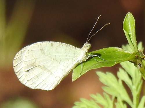 African Wood White