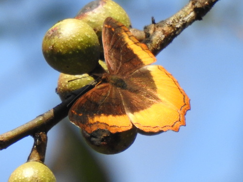 Eurytela dryope