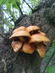 Fungi