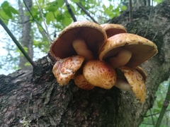 Fungi