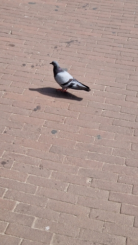 Feral Pigeon
