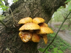 Fungi