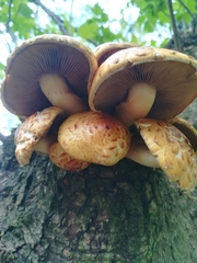 Fungi