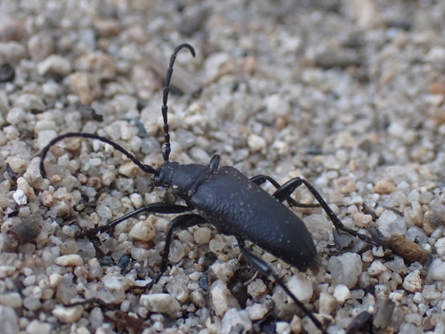 iNaturalist observation photo of Longhorn Beetles