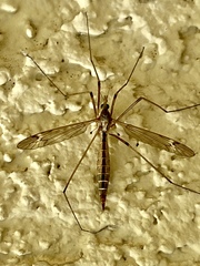 Tipula