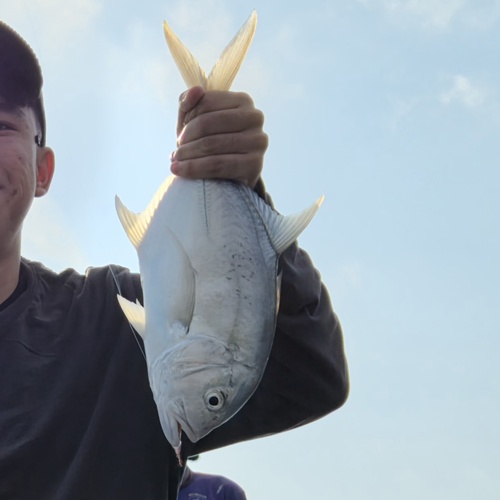 Giant Trevally