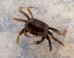 Thoracotremata