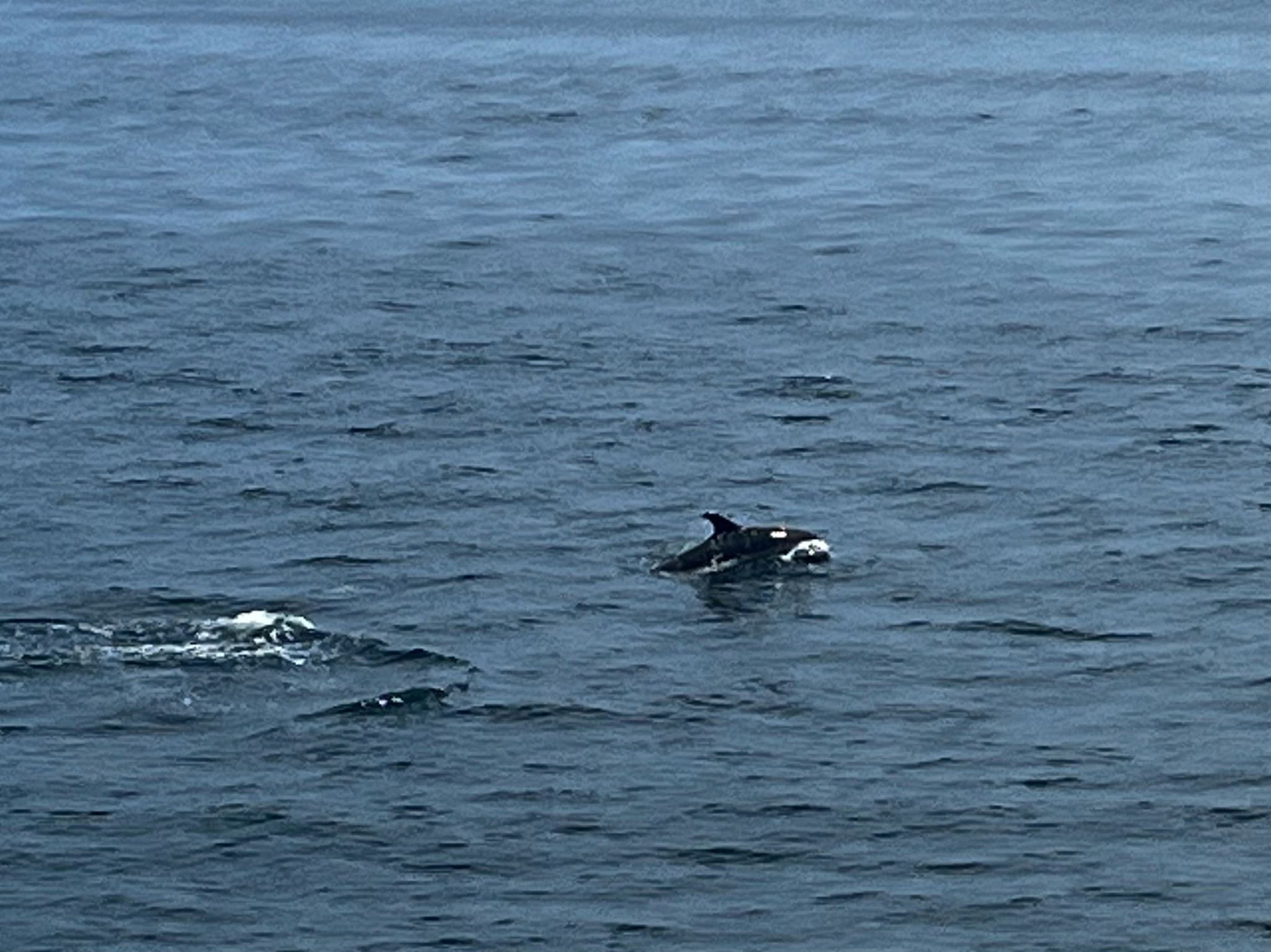 Lagenorhynchus acutus