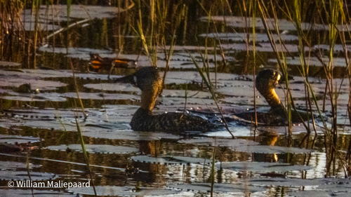 iNaturalist image