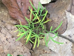 Cardamine dissecta