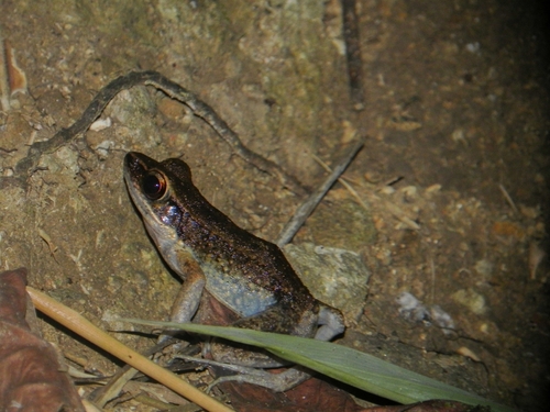 Pulchrana grandocula, 2026-07-06