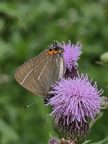 White-letter Hairstreak