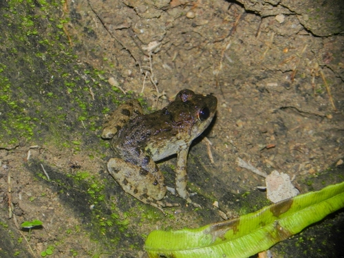 Limnonectes leytensis observed 2026-07-06