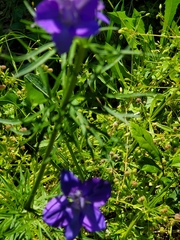 Delphinium ajacis