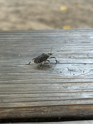 Yellow-spotted Stink Bug